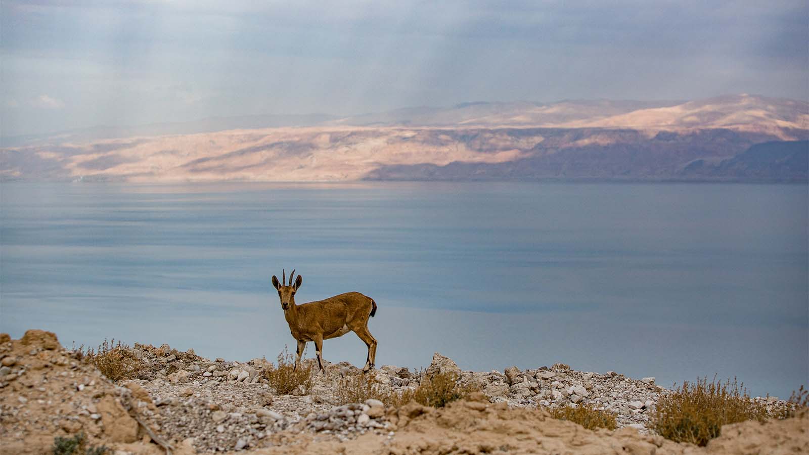 יעל במדבר יהודה על רקע ים המלח, 24 בינואר (צילום: מאור קינבורסקי/ פלאש90)