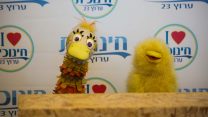 אוזה ונולי מוחות נגד סגירת החינוכית (צילום: דפנה טלמון)