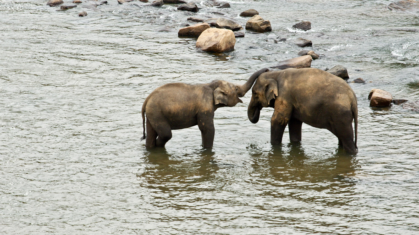 פילים הודים רוחצים בנהר (צילום: shutterstock).