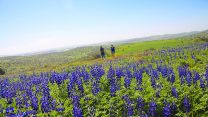 שדה תורמוסים בגליל (צילום: Shutterstock).