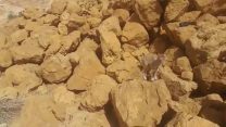 יעים על פסגת מצדה (צילום: רשות הטבע והגנים נועה גורדון)