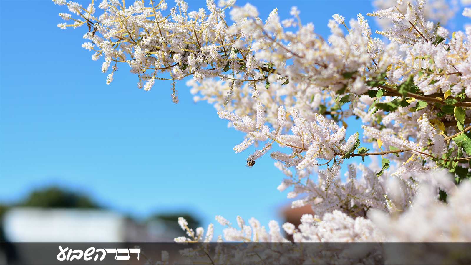 קרם הגנה? צמח המור (צילום: Shutterstock)