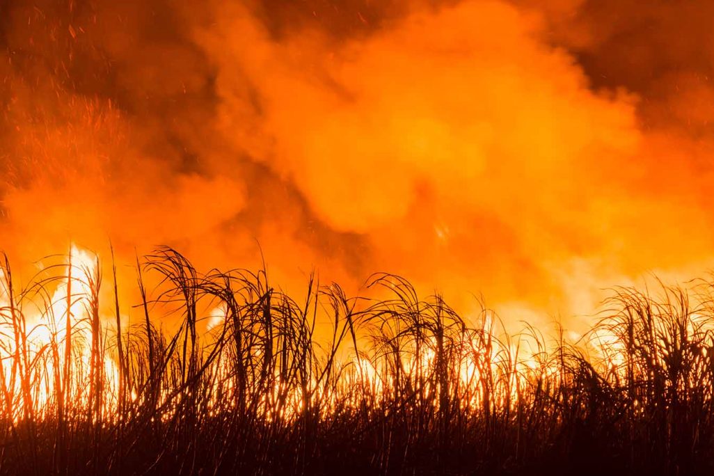 שדה חקלאי שרוף. אילוסטרציה (צילום: Shutterstock)