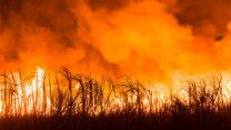 שדה חקלאי שרוף. אילוסטרציה (צילום: Shutterstock)