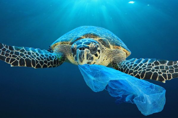 צב ים אוכל שקית פלסטיק. "צבים אוכלים מדוזות ושקית ניילון ששוחה בזרם דומה למדוזה" (צילום: Shutterstock)
