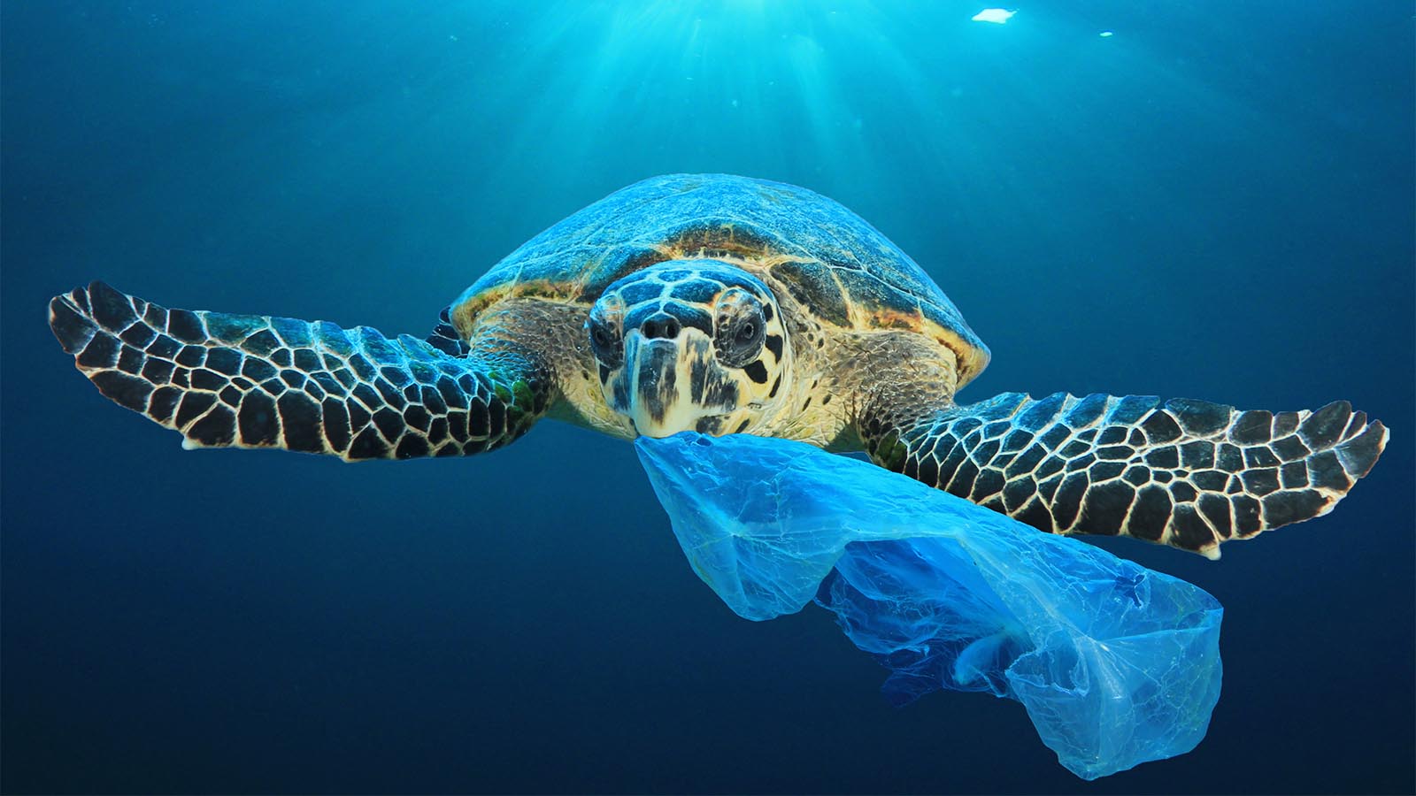 צב ים אוכל שקית פלסטיק. &quot;צבים אוכלים מדוזות ושקית ניילון ששוחה בזרם דומה למדוזה&quot; (צילום: Shutterstock)