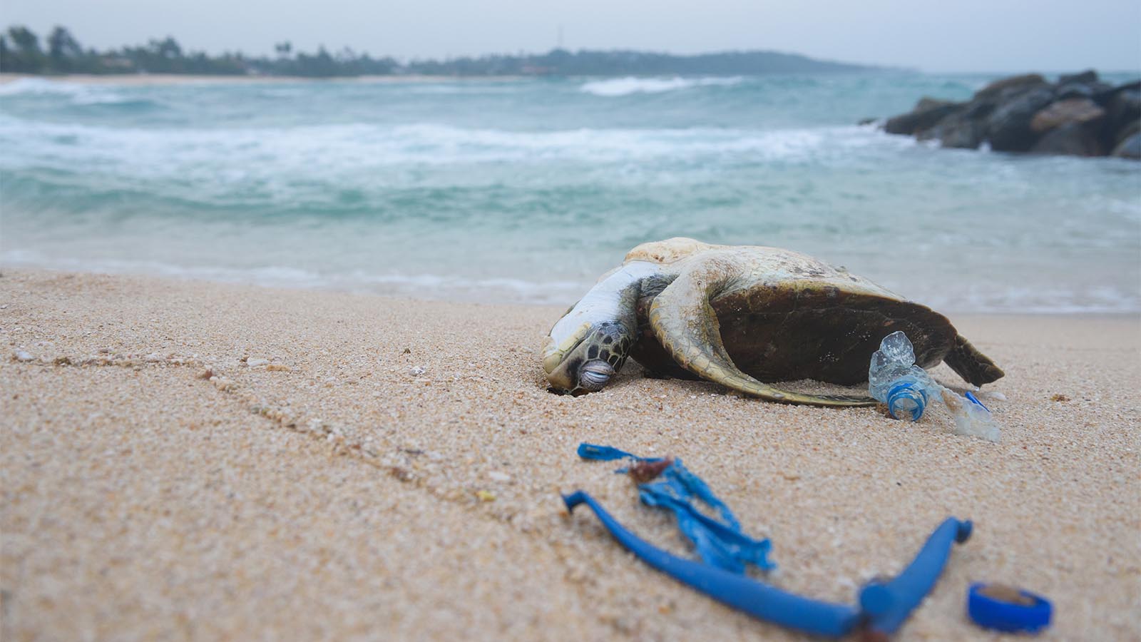 גופת צב ים שנסחפה לחוץ לצד פסולת פלסטיק (צילום: Shutterstock)