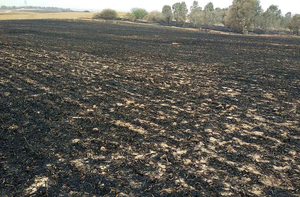 שדה שרוף במועצה אזורית אשכול כתוצאה מטרור העפיפונים (צילום: ניצן צבי כהן)