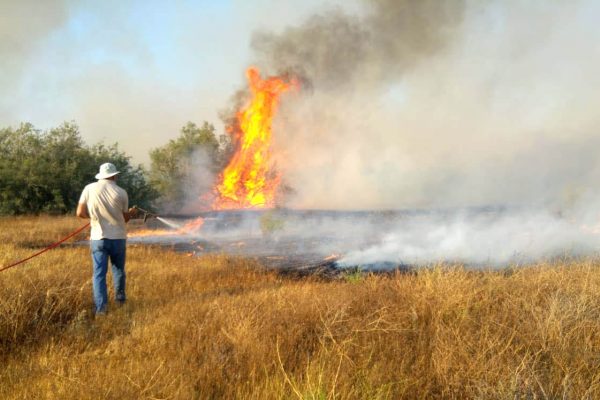 פקחי רשות הטבע והגנים בסיוע כוחות כיבוי אש מטפלים בשריפה בבשור שהחלה אתמול (צילום: רשות הטבע והגנים גלעד גבאי)