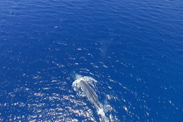 הלוויתן שנצפה במפרץ אילת. 29 במאי (צילום רשות הטבע והגנים גולן רידר)