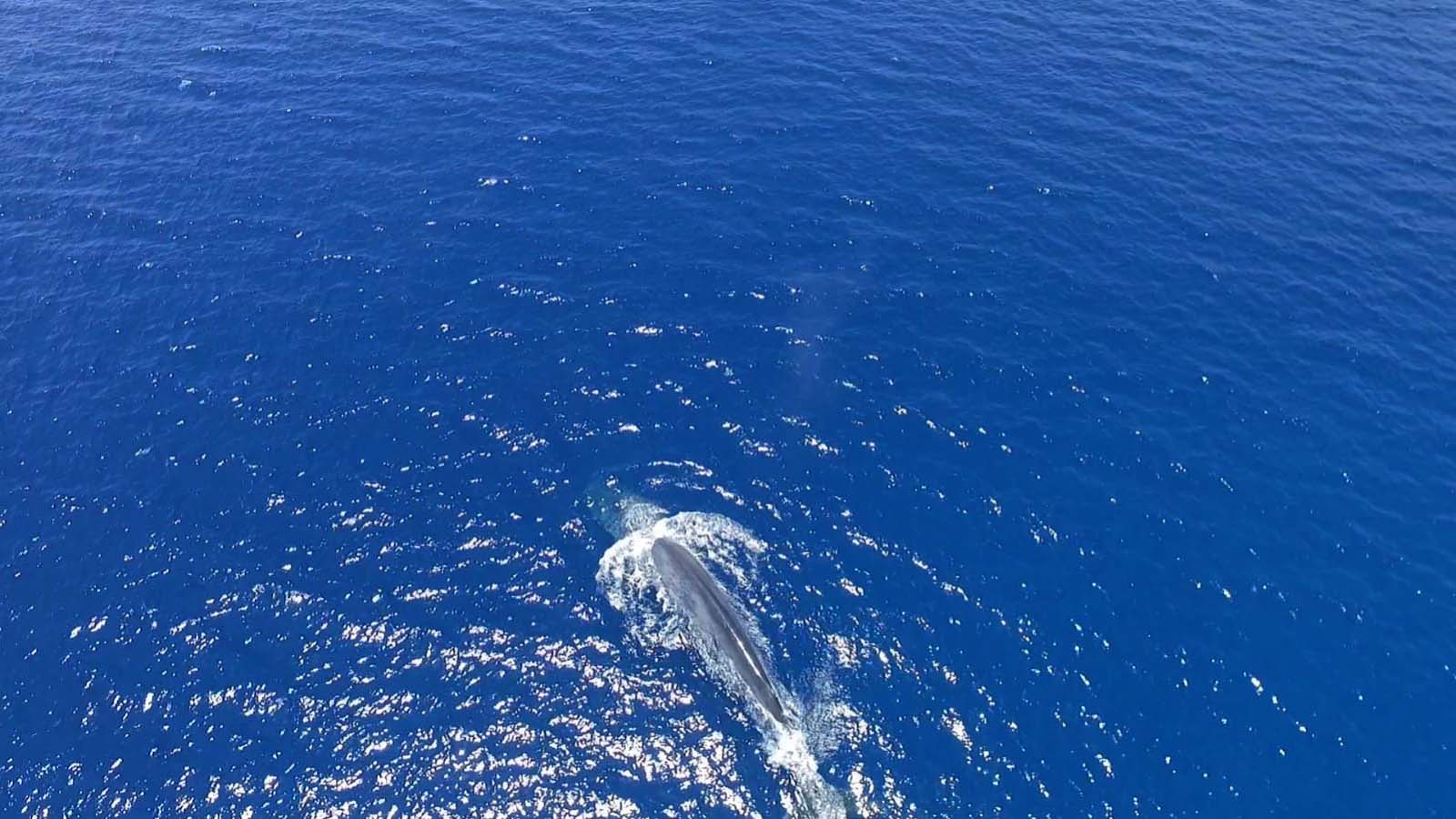הלוויתן שנצפה במפרץ אילת. 29 במאי (צילום רשות הטבע והגנים גולן רידר)