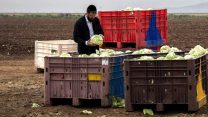 משגיח כשרות בוחן כרובים בשדה. (צילום ארכיון: ענת חרמוני/ פלאש90)