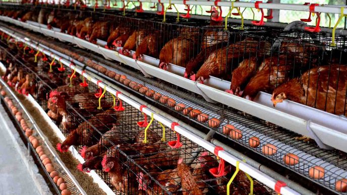 כמה משלמת הסביבה על לול התרנגולות? (צילום: Shutterstock.com)