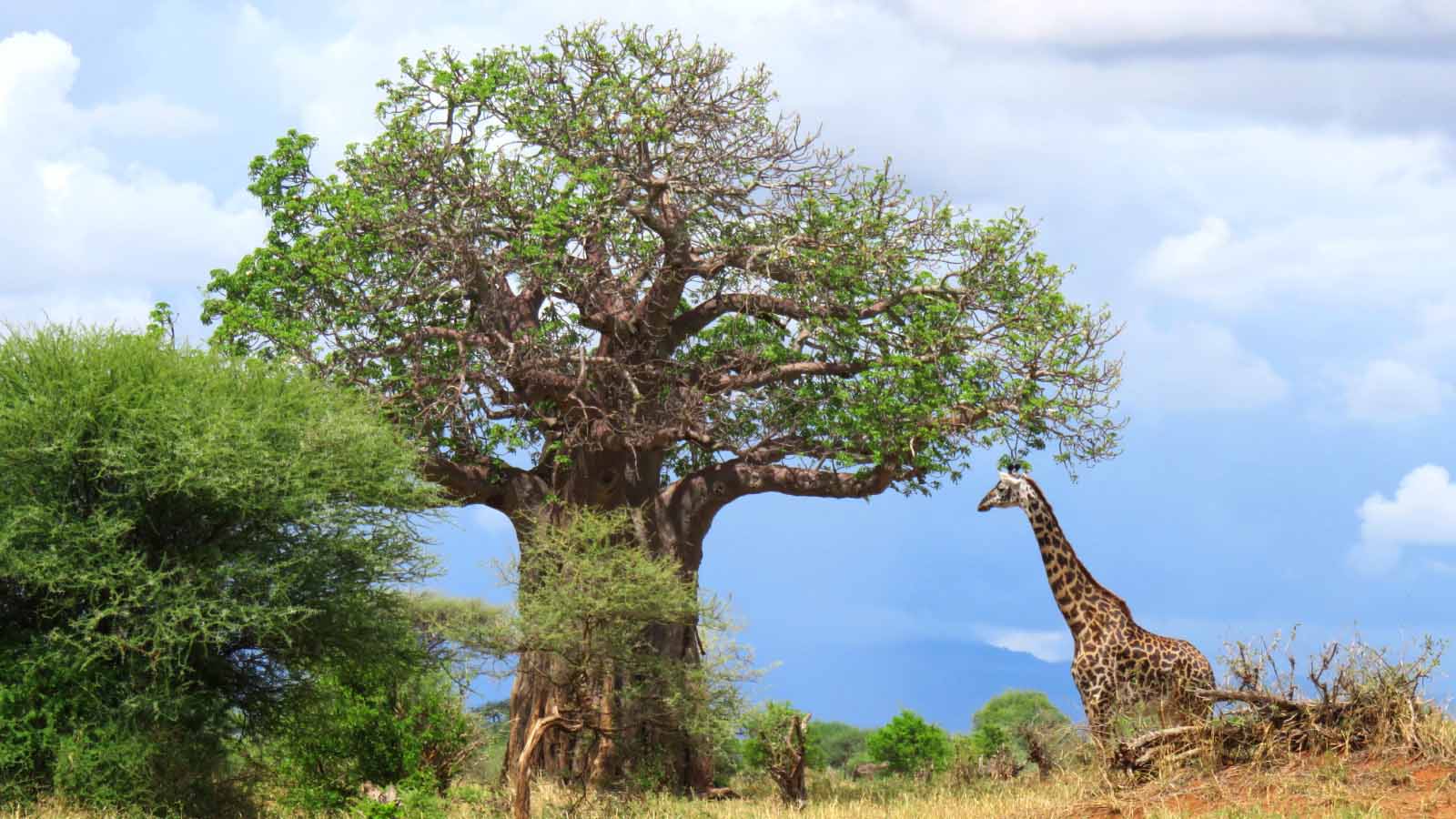 ג'ירפה ועץ באובב בטנזניה (צילום: Dan Giveon / Shutterstock.com)