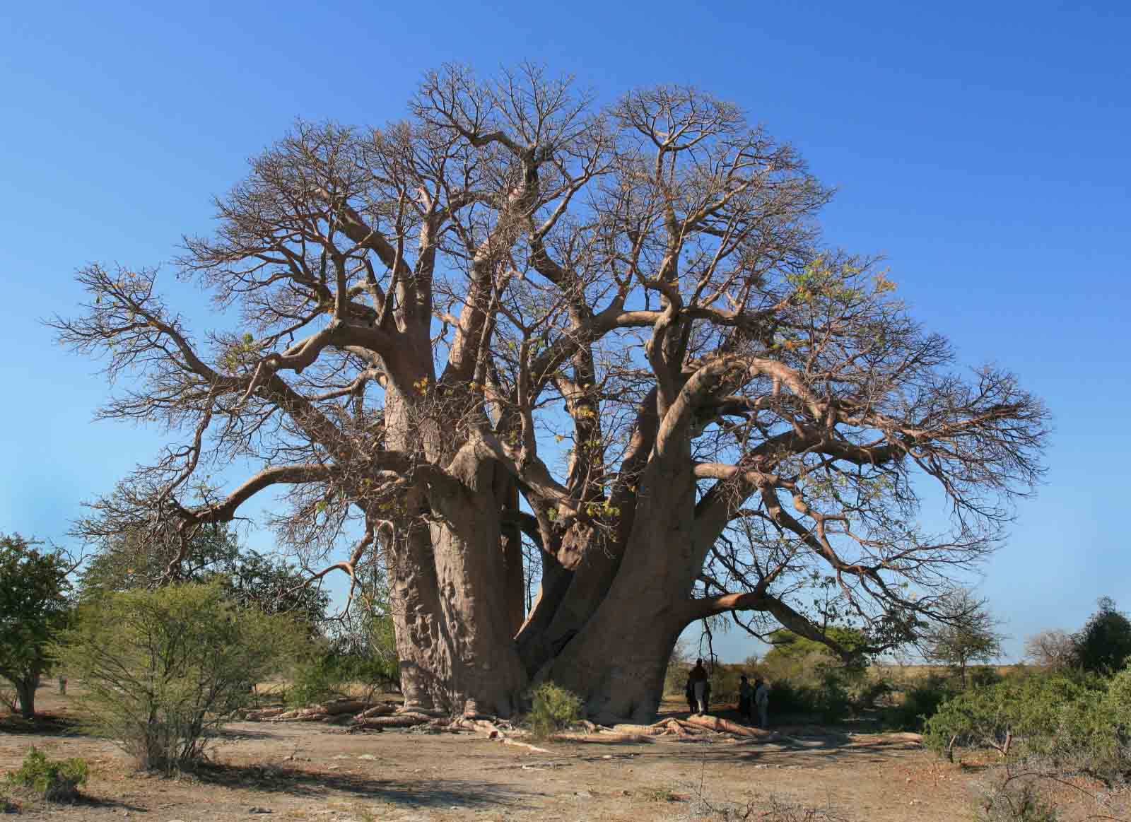 עץ הבאובב צ'אפמן טרם קריסתו (צילום: Shutterstock)
