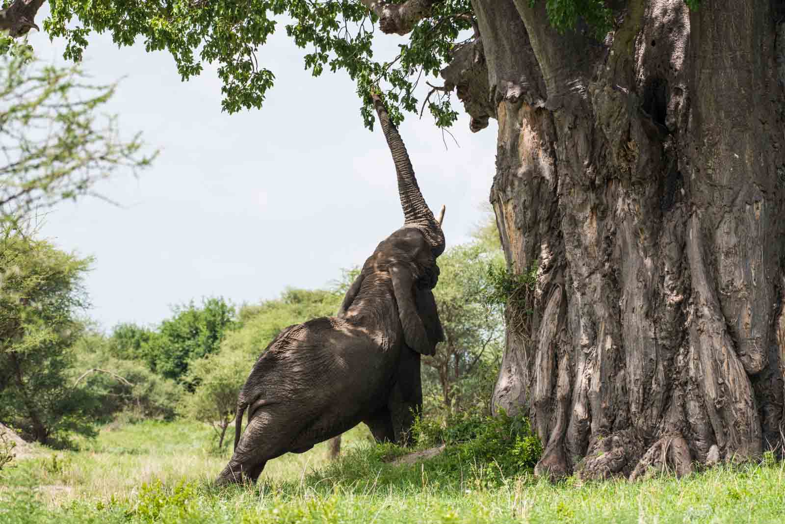 פיל אוכל עץ באובב (צילום: Shutterstock)