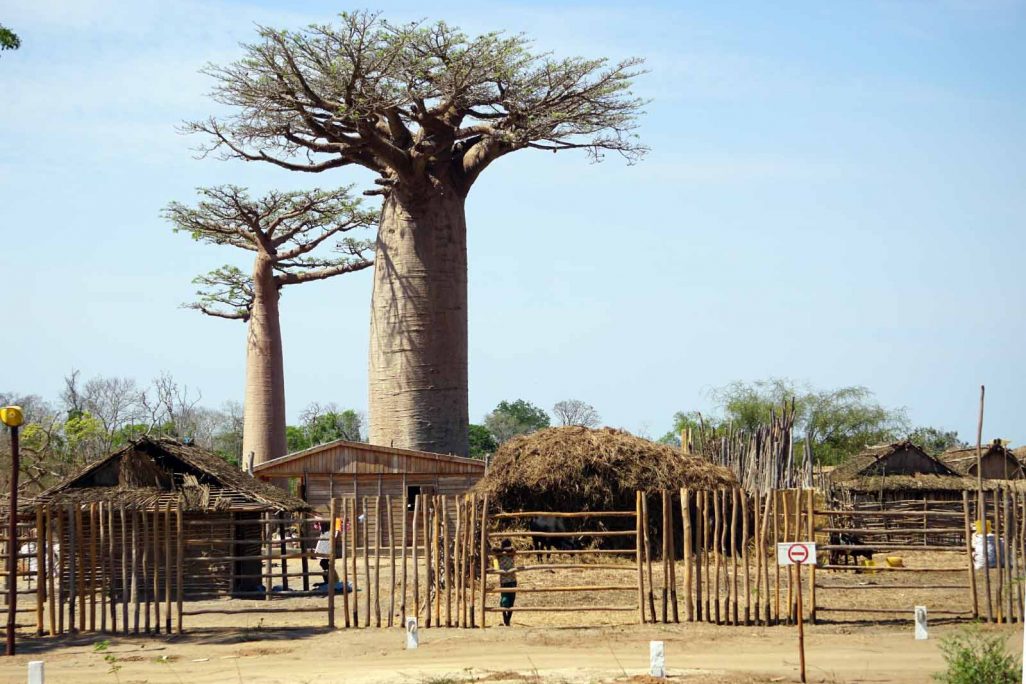 כפר במדגסקר סביב עצי באובב (צילום: Shutterstock)