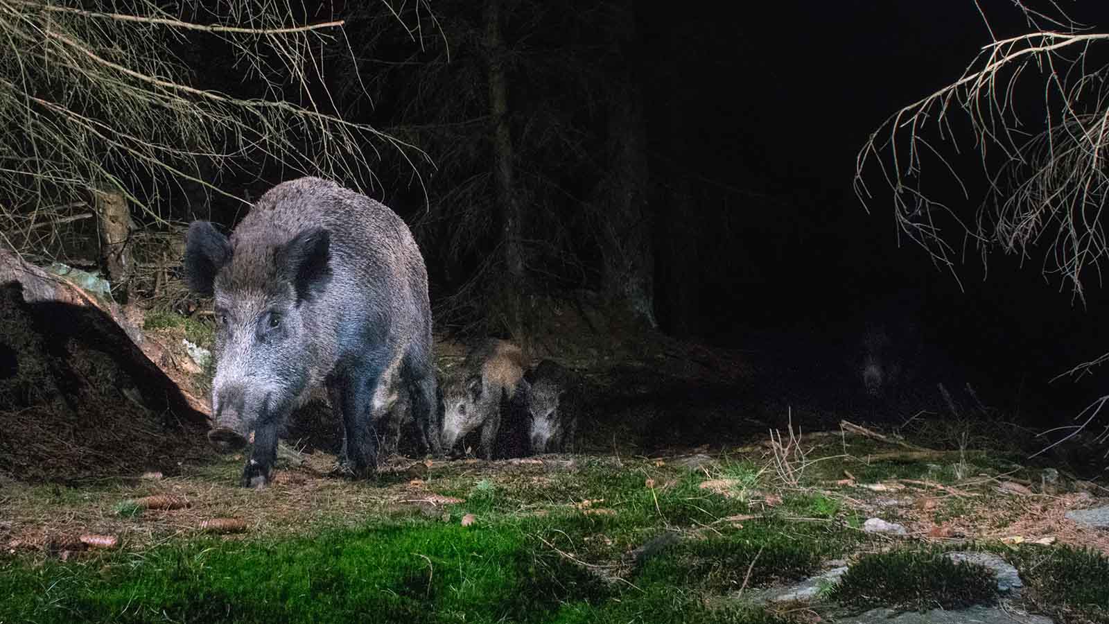 חזירי בר בפעילות לילית (צילום: Shutterstock)