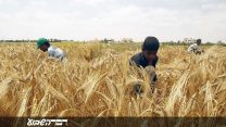 פלסטינים קוצרים חיטה ברצועת עזה (צילום: רהים חטיב / פלאש 90).
