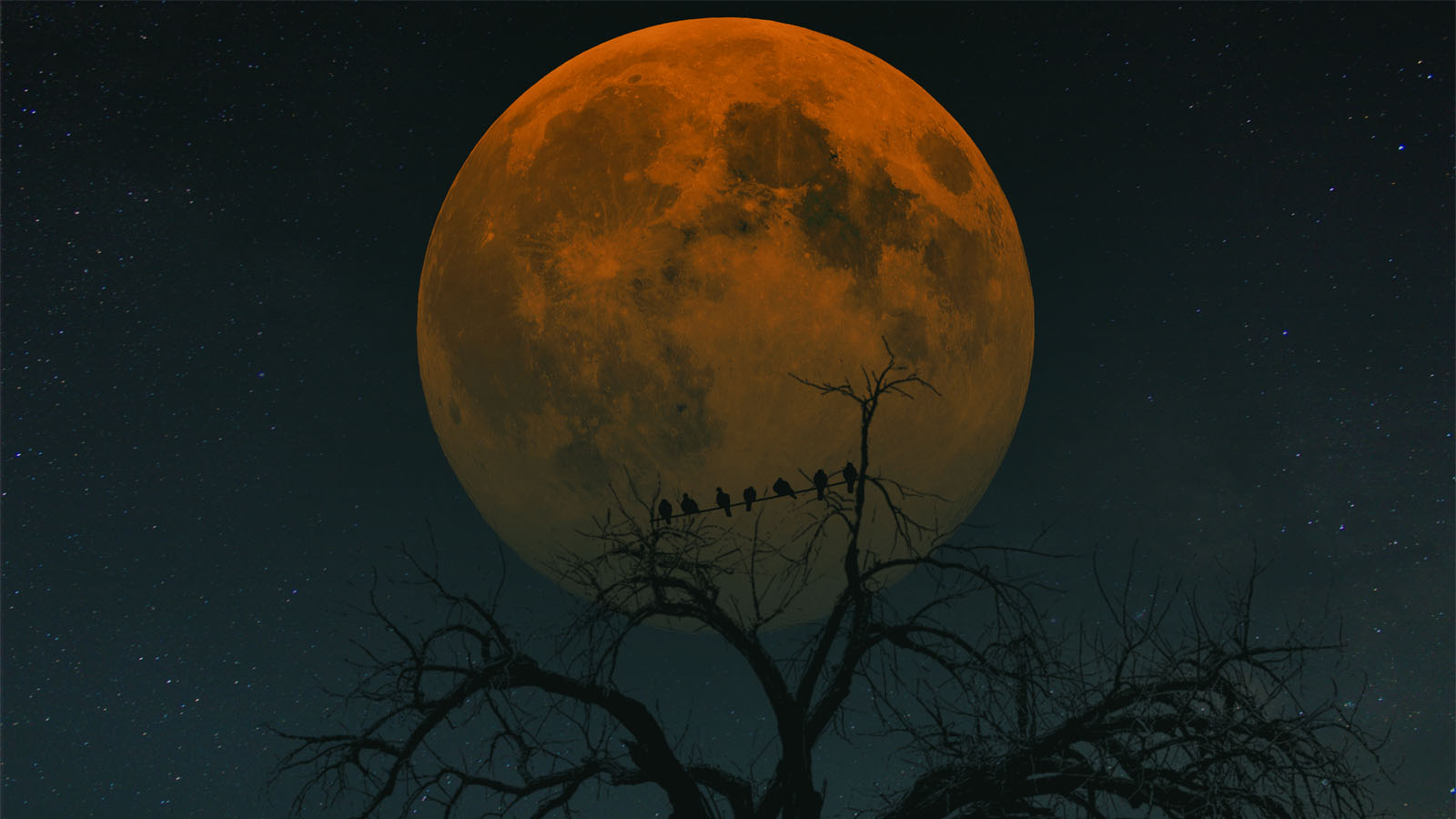 ציפורים על עץ צופות בליקוי הירח. 27 ביולי 2018 (צילום:shutterstock)