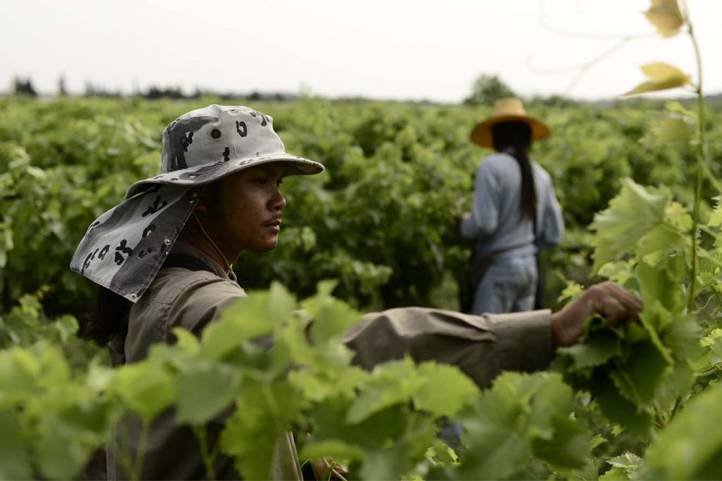 עובדים זרים מתאילנד בחקלאות. למצולמים אין קשר לכתבה (צילום ארכיון: תומר ניוברג/פלאש90)