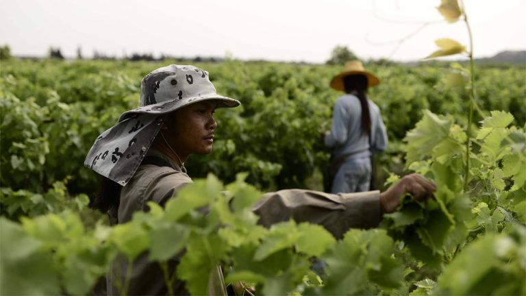 Thai foreign workers in agriculture. (Archive photo: Tomer Neuberg / Flash90)