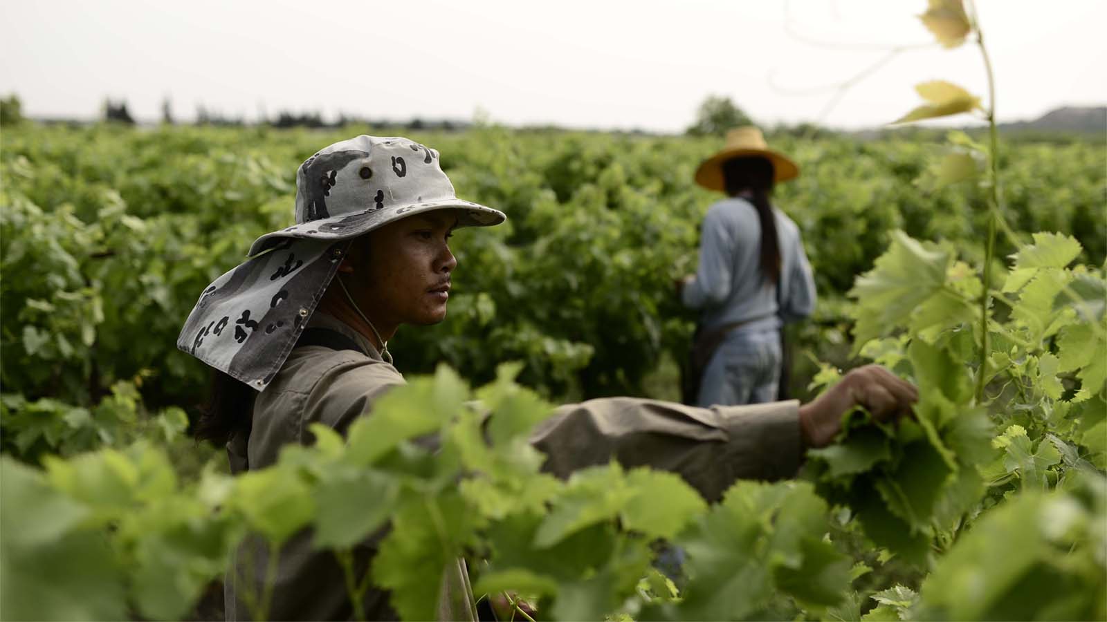 עובדים זרים מתאילנד בחקלאות (צילום ארכיון: תומר ניוברג/פלאש90)