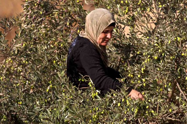 אישה פלסטינית במסיק זיתים מחוץ לבית לחם. ארכיון (צילום: דורון הורוביץ/פלאש90)