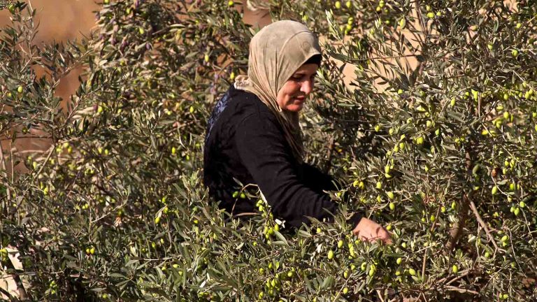 אישה פלסטינית במסיק זיתים מחוץ לבית לחם. ארכיון. "המטרה שלנו היא להאט את התהליך, להאט בגופנו, לעצור, להגן" (צילום: דורון הורוביץ/פלאש90)