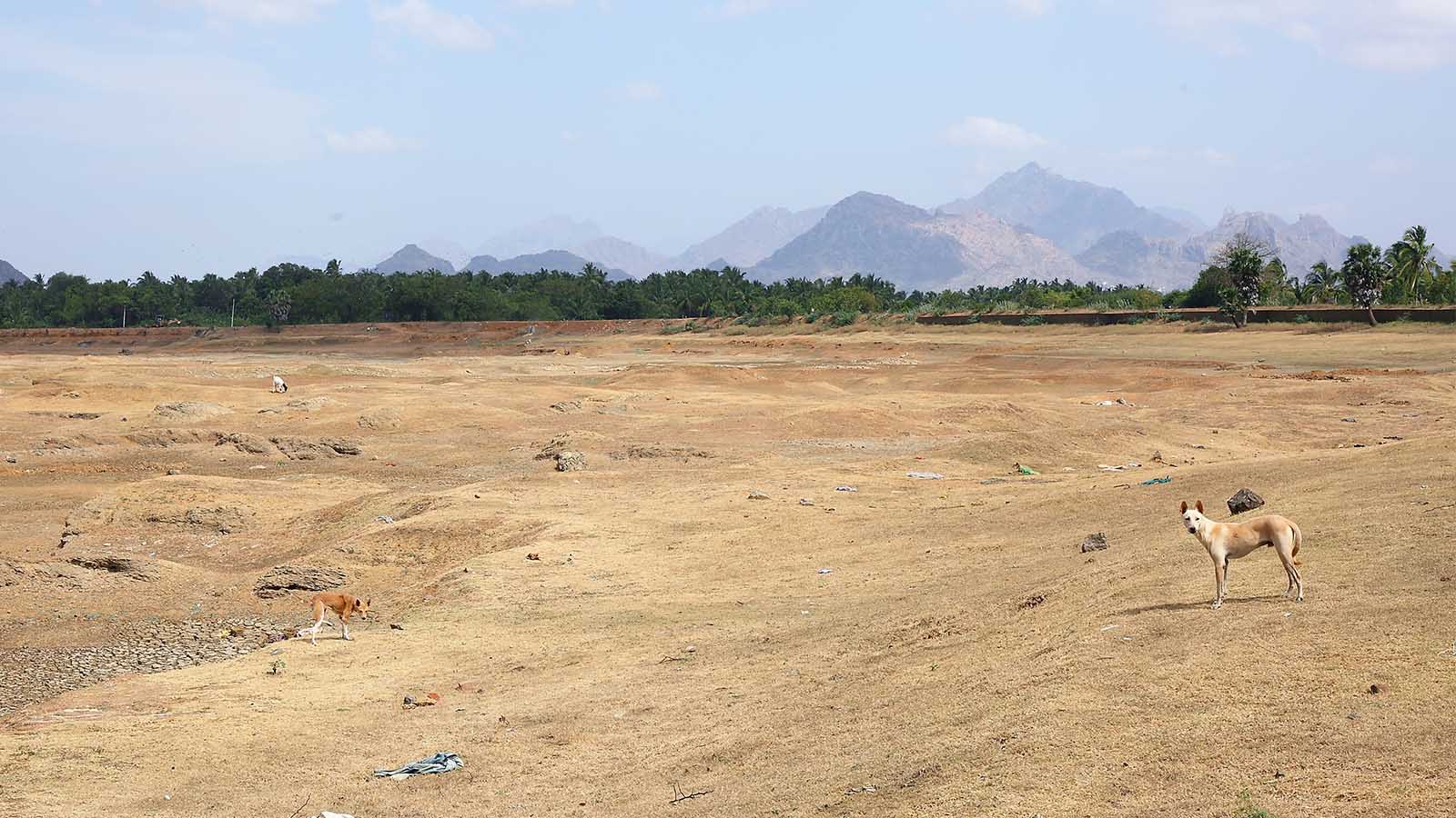 אגם שהתייבש לחלוטין בדרום הודו. בעבר שימשו מימיו להשקיית שדות חקלאיים (צילום: shutterstock).