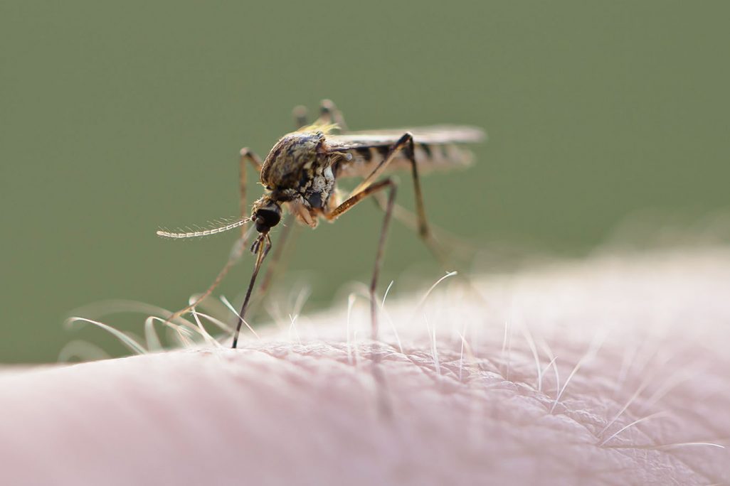 יתוש מסוג Culex pipiens, אחד המפיצים של קדחת הנילוס (צילום אילוסטרציה: Shutterstock)