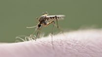 יתוש מסוג Culex pipiens, אחד המפיצים של קדחת הנילוס (צילום אילוסטרציה: Shutterstock)