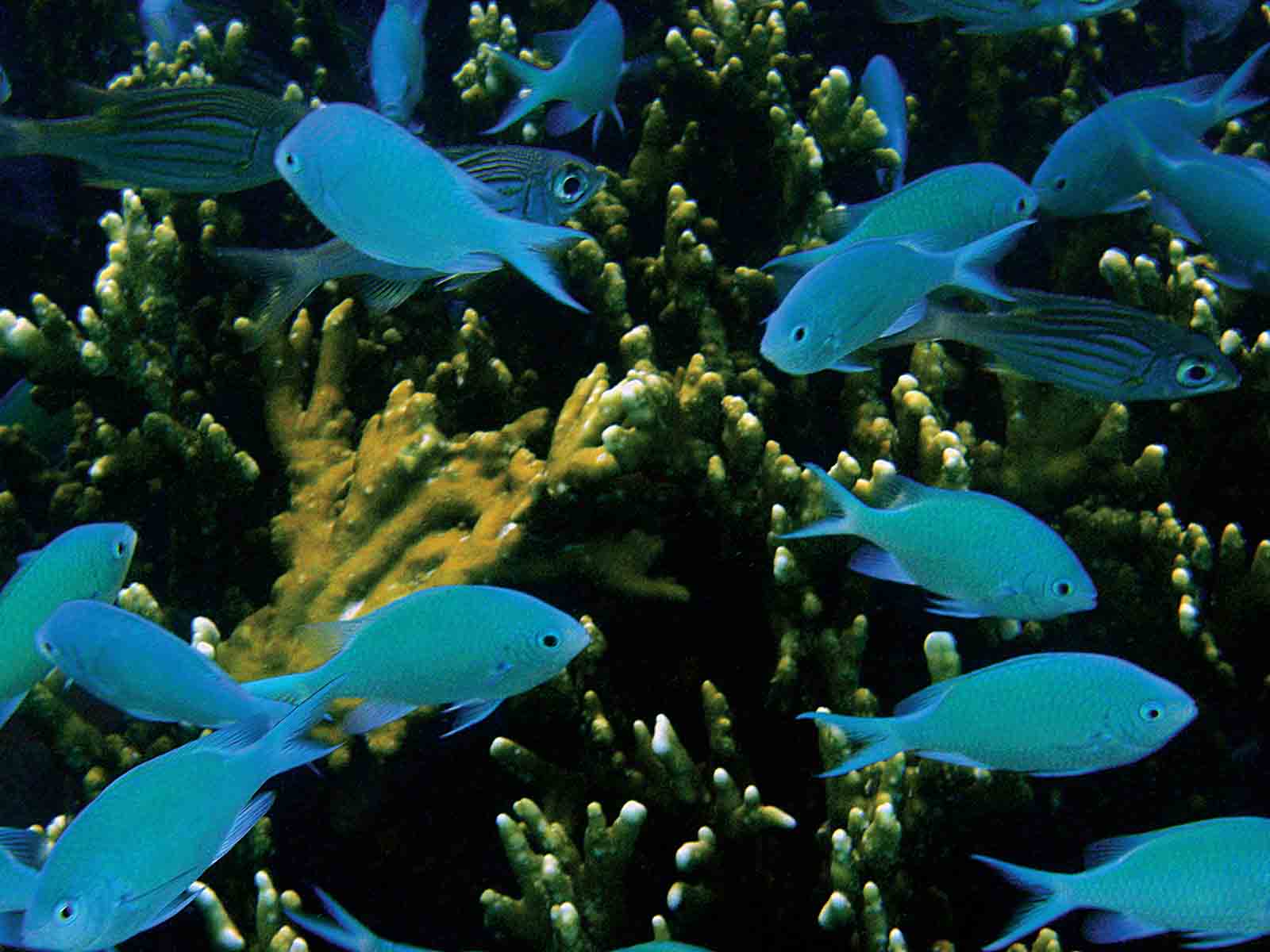 דגים שוחים בשונית אלמוגים סמוך לחופי איי סיישל (צילום אילוסטרציה: Shutterstock).