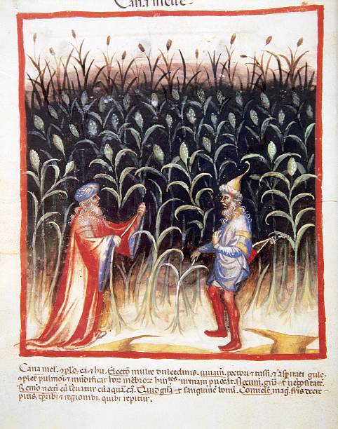 גידול קני סוכר מהספר טאקואינום סניטאטיס (Tacuinum Sanitatis) מהמאה ה-14 מקור Getty Images