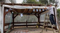 ישראלי בונה סוכה לקראת סוכות (צילום ארכיון: גרשון אלינסון/ פלאש90)