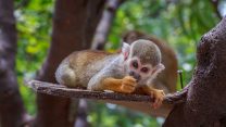 קוף סנאי ביער הקופים יודפת (shutterstock)