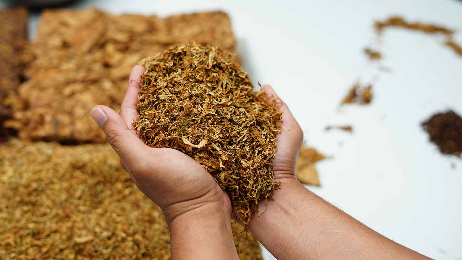 עלי טבק מיובשים (צילום: Shutterstock)
