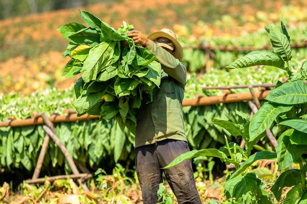 חקלאי בשדה טבק (צילום: Shutterstock)