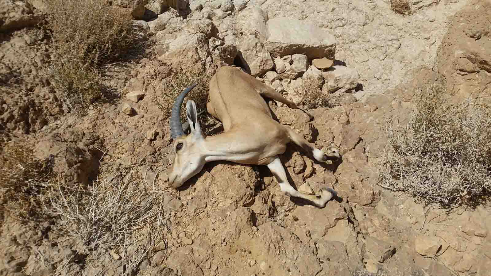 פגר יעל שנמצא בנחל אשלים 3 ביולי 2017. (צילום: מארק כץ רשות הטבע והגנים)