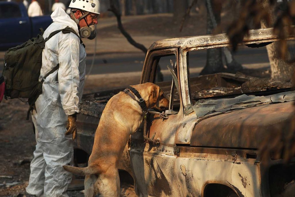 כלב גישוש מחפש אחר שרידי אדם בעיירה פרדייס שבקליפורניה. .(AP Photo/John Locher, File)