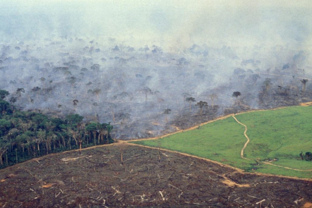 בירוא האמזונס לטובת מרעה לבקר. השריפה הוצתה כדי לפנות עוד חלק מהיער. (Photo by Ricardo Funari/Brazil Photos/LightRocket via Getty Images)