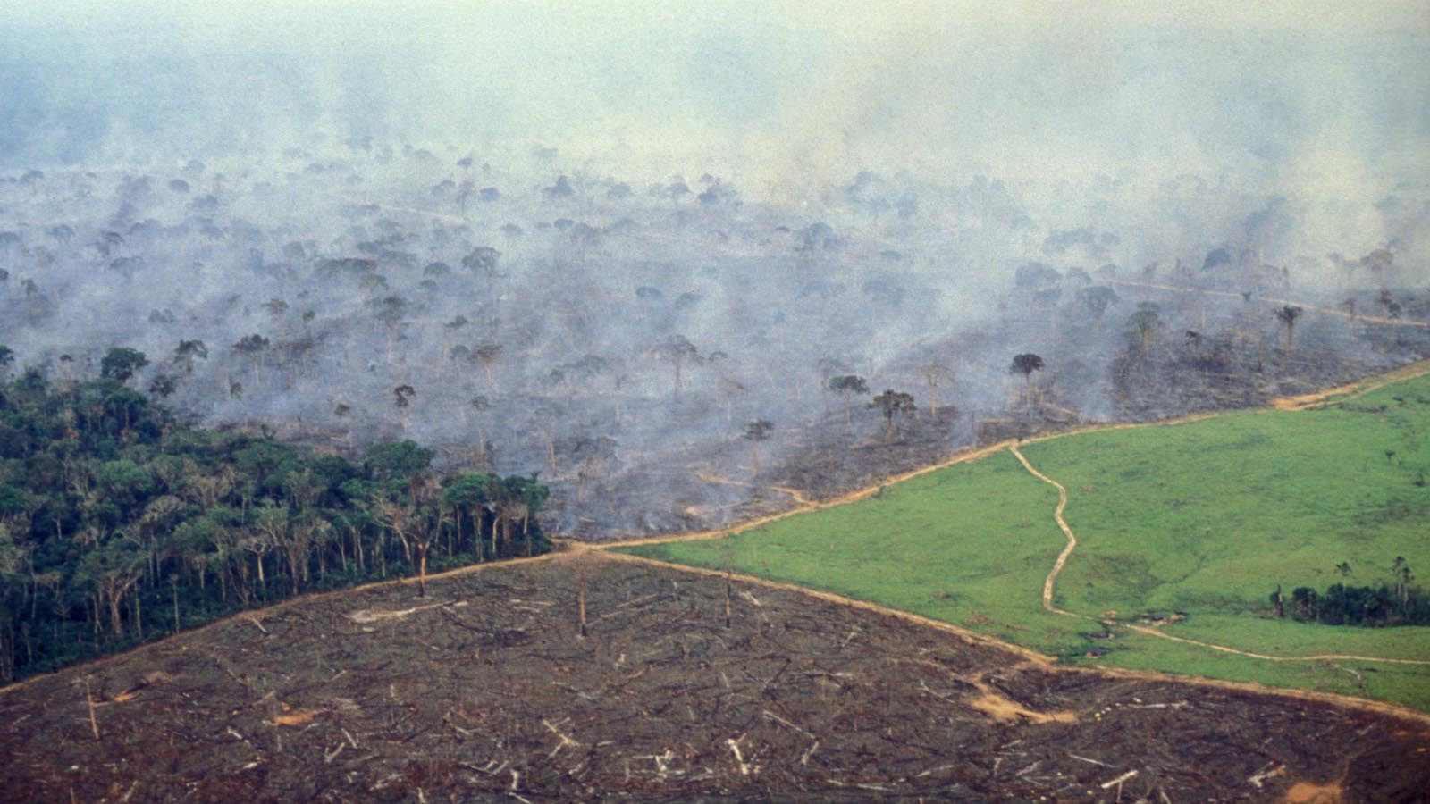 בירוא האמזונס לטובת מרעה לבקר. השריפה הוצתה כדי לפנות עוד חלק מהיער. (Photo by Ricardo Funari/Brazil Photos/LightRocket via Getty Images)
