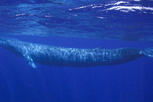 לוויתן כחול. (Photo credit should read Picture Adventure Expeditions / via Getty Images)