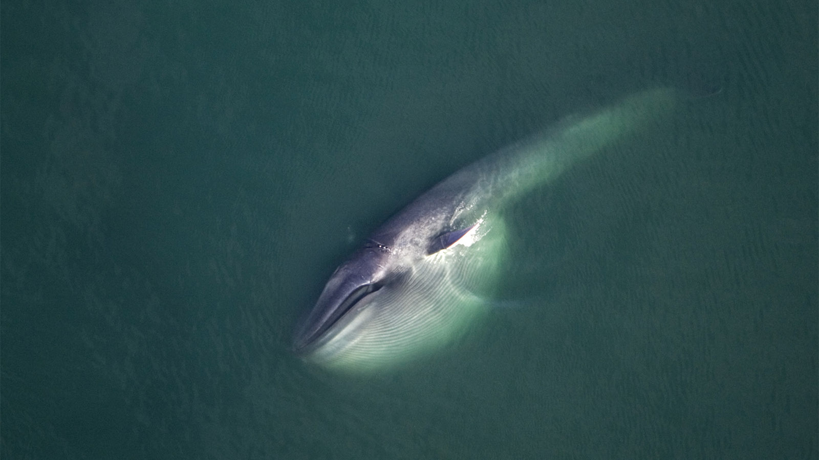 לוויתן כחול שוחה על הצד. (Photo by: Francois Gohier/UIG via Getty Images)