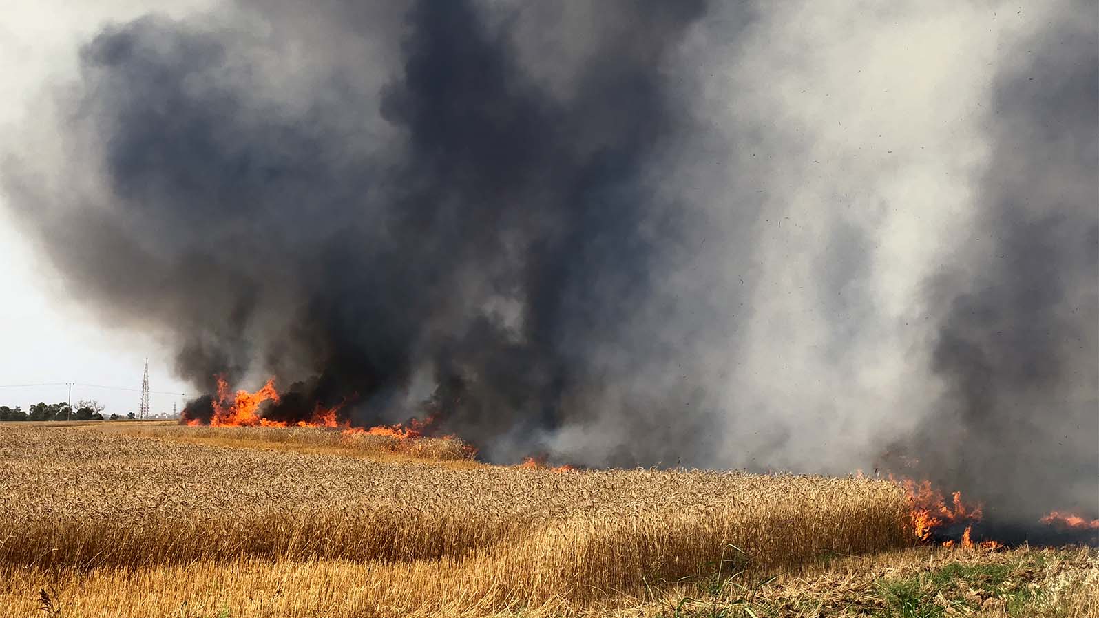 שדות עוטף עזה נשרפים בזמן טרור העפיפונים (צילום: משה פילברג)