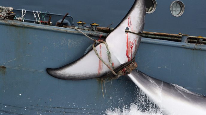 ציד לוויתנים על גבי אונית ציד לוויתנים לצרכי &quot;מחקר&quot; 'יושאין מארו' (צילום: Kate Davidson/ Greenpeace)