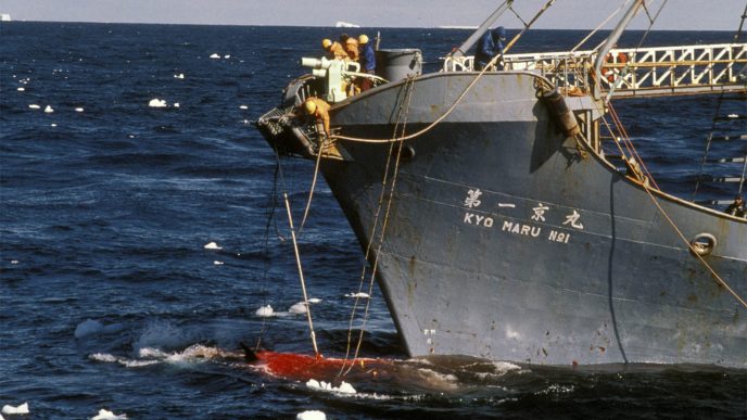סירה יפנית צדה לוויתנים. ארכיון (Photo by: Photofusion/UIG via Getty Images)