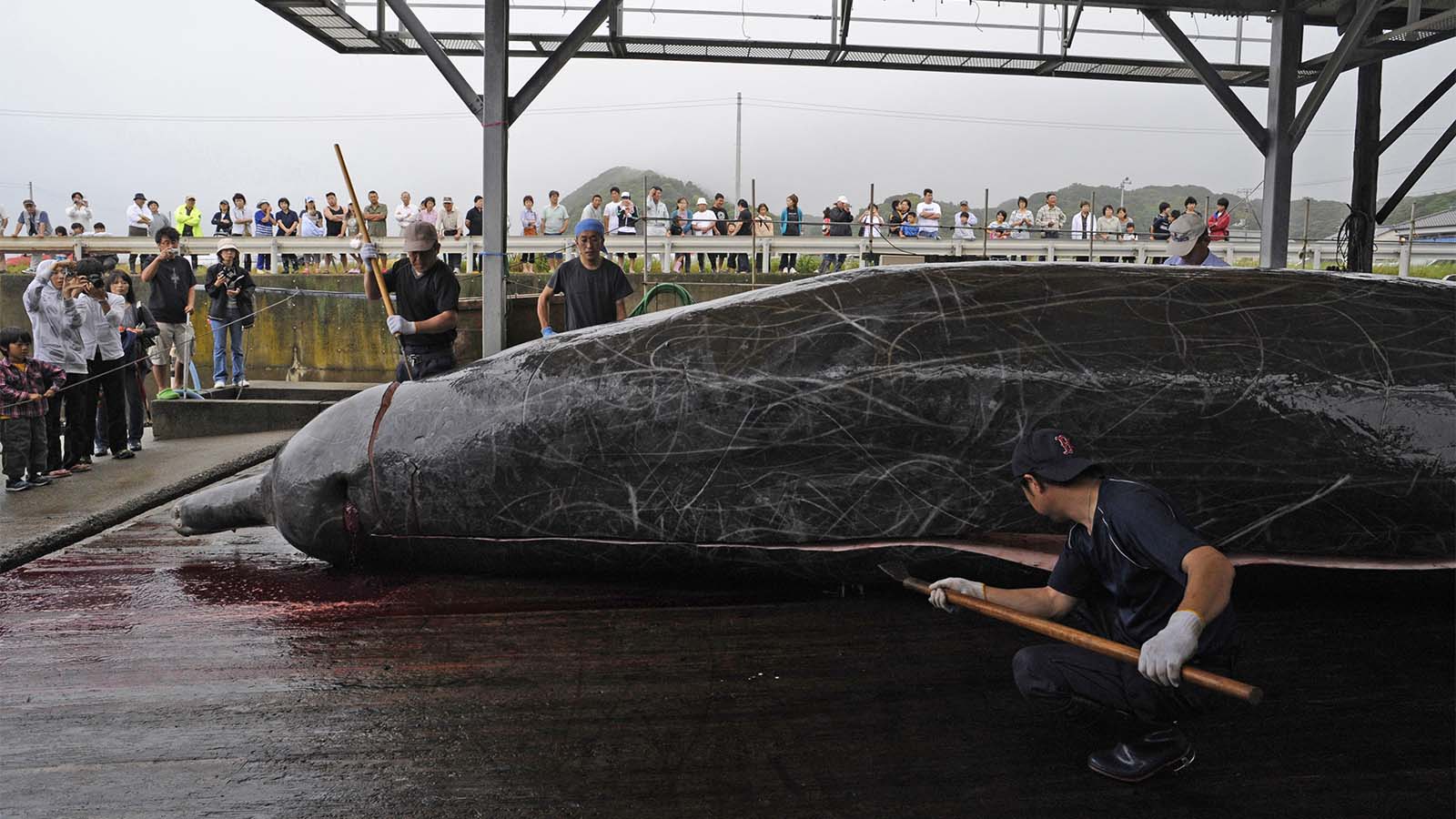 גופת לוויתן שניצוד במימי יפן מבותרת לצרכים מסחריים. ארכיון (AP Photo/Shuji Kajiyama)