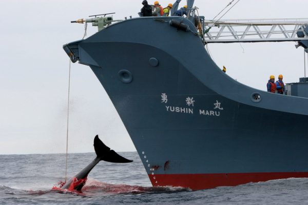ציד לוויתנים על גבי אונית ציד לוויתנים לצרכי "מחקר"  'יושאין מארו' (צילום: Kate Davidson/ Greenpeace)