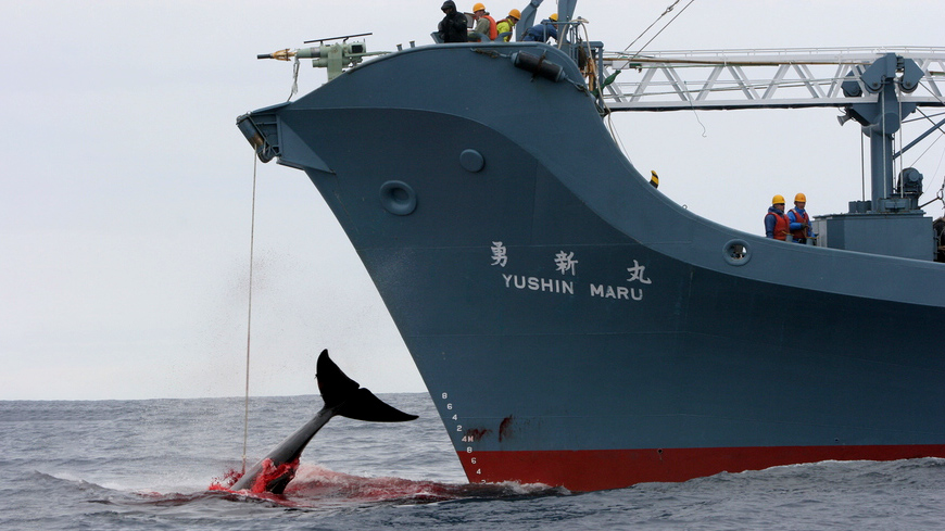 ציד לוויתנים על גבי אונית ציד לוויתנים לצרכי "מחקר"  'יושאין מארו' (צילום: Kate Davidson/ Greenpeace)